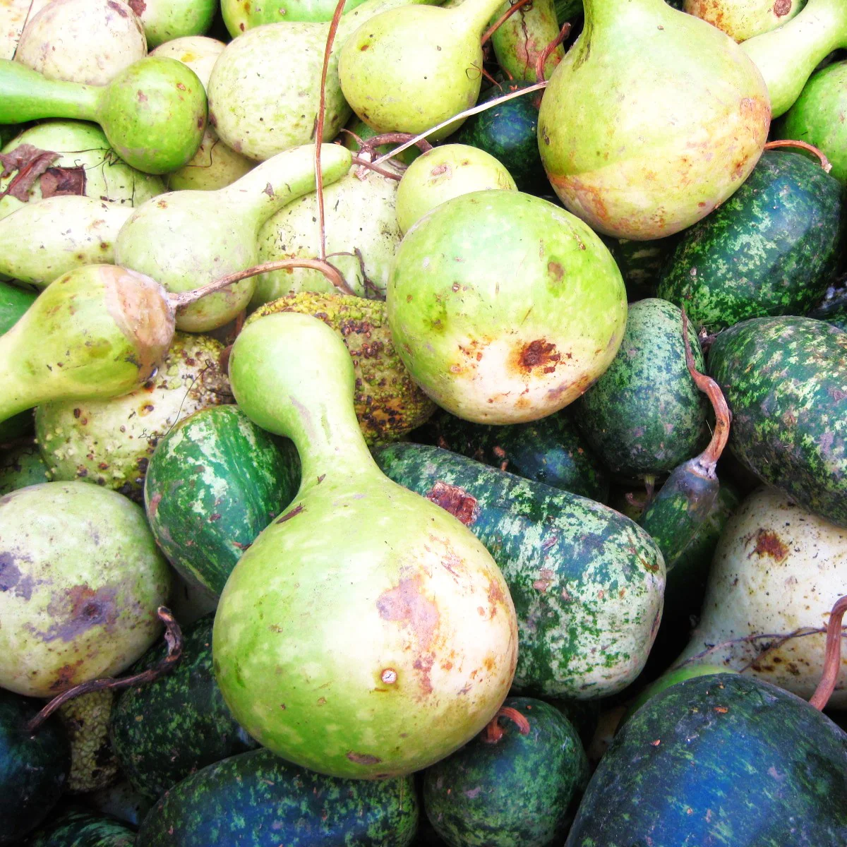 Squash